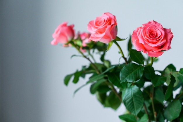 Rose in un vaso trasparente su uno sfondo grigio con spazio per il testo.