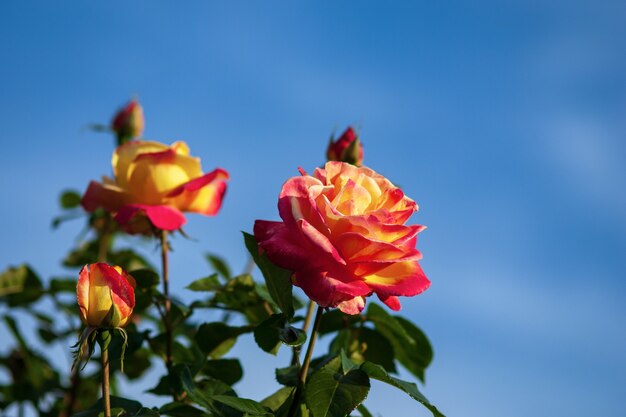 Rose luminose contro il cielo blu - Rose Orient Express con grandi fiori giallo-rossi