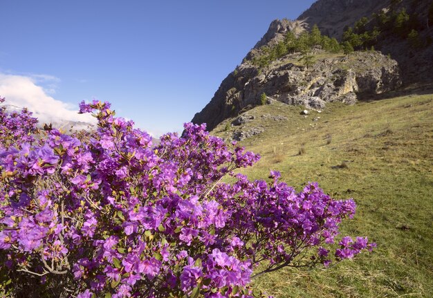 Rose maralnik Bush sul ripido pendio della montagna ricoperta di erba lit