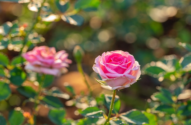 Rose multicolore nel piccolo giardino