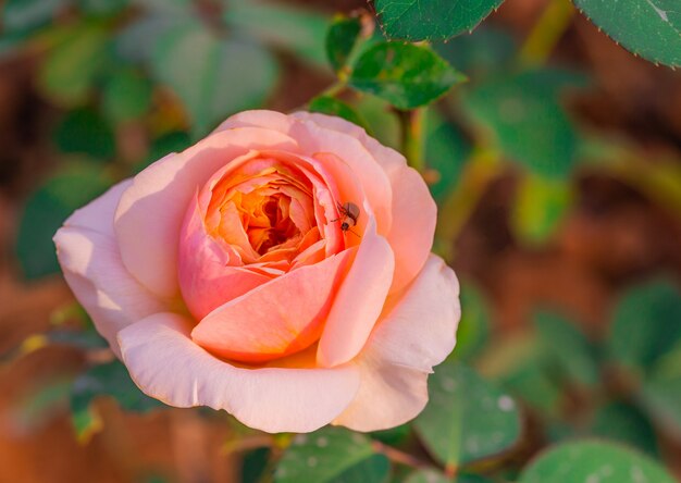 Rose multicolore nel piccolo giardino