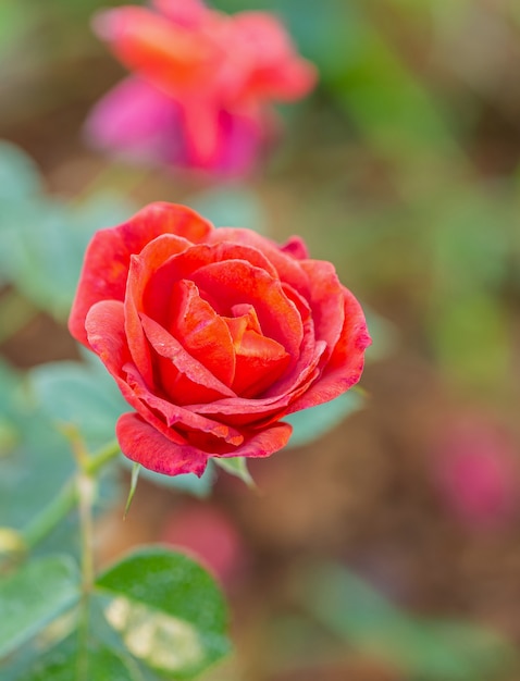 Rose multicolore nel piccolo giardino