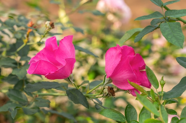 Rose multicolore nel piccolo giardino