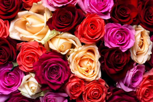 Rose multicolori per San Valentino