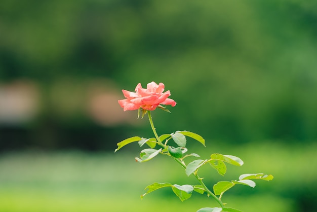 Rose nel giardino delle rose. Rose in fiore su Bush. Bellissime rose