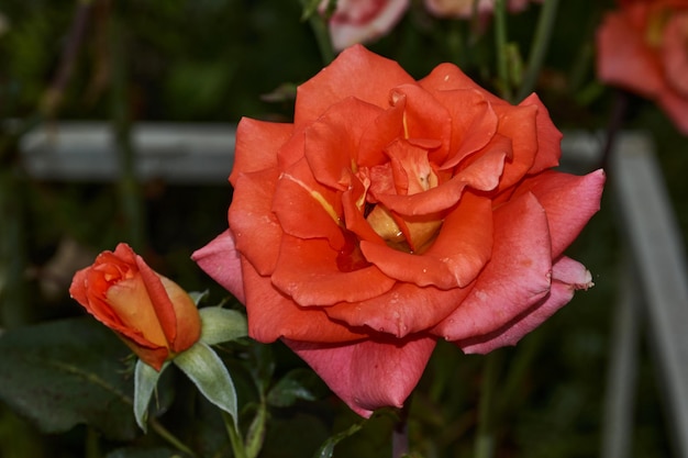 Rose nel giardino di una casa di campagna dopo la pioggia.