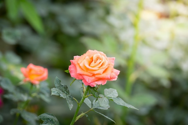 Rose nel giardino