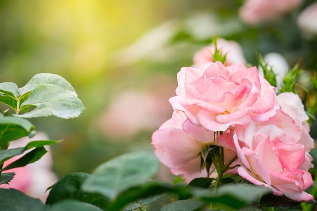 Rose nel giardino