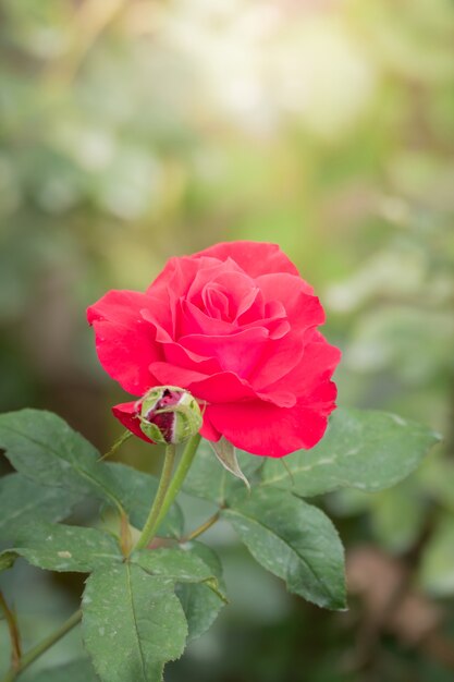 Rose nel giardino