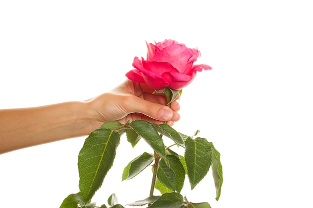 Rose nella mano della ragazza