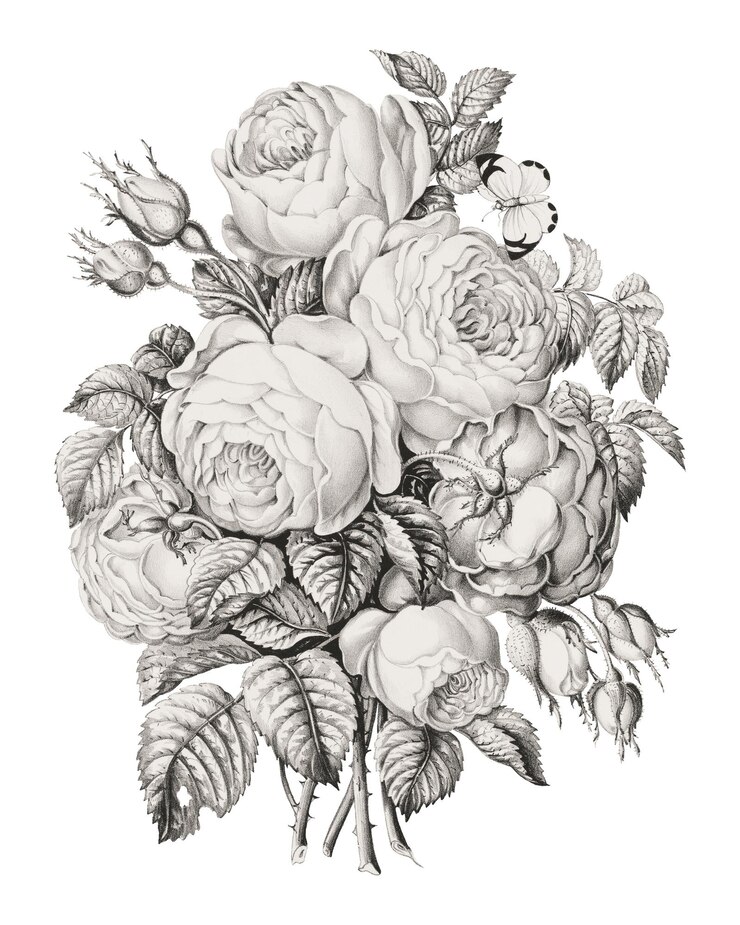 Foto rose of may adesivo png su sfondo trasparente remastered da rawpixel
