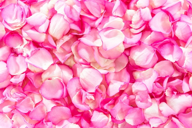 Rose Petals