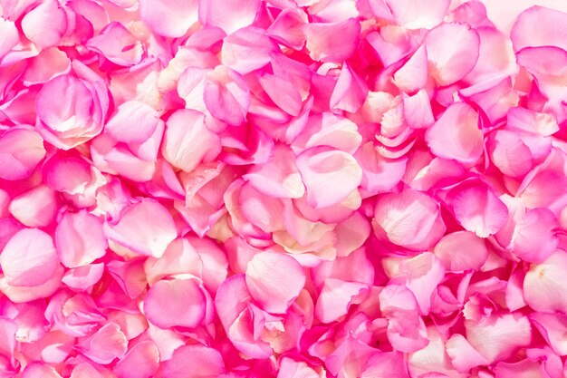 Rose Petals