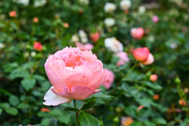 Rose piantate in giardino