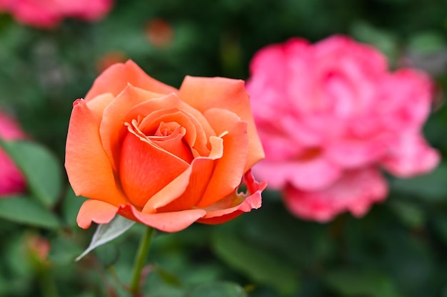 Rose piantate in giardino