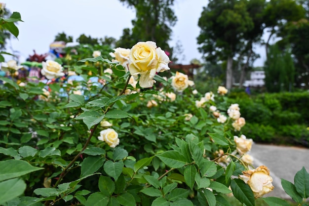 Rose piantate in giardino