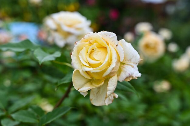 Rose piantate in giardino