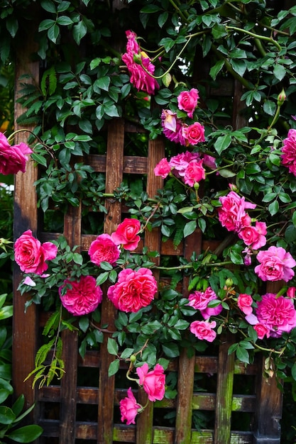 Rose piantate in giardino