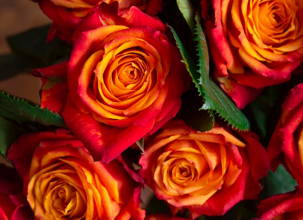 Rose redyellow fresche e luminose Sfondo da fiori Concetto di vacanza Vista dall'alto Messa a fuoco selettiva