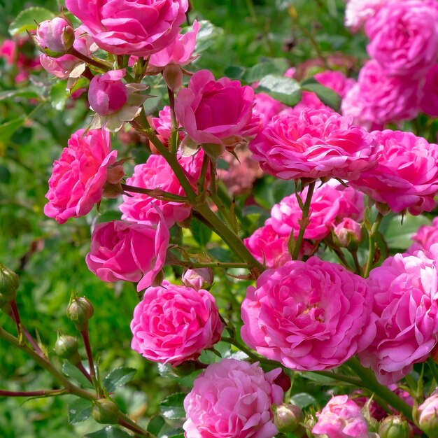 Rose rosa all'aperto Concetto di amante delle piante Sfondo di fiori