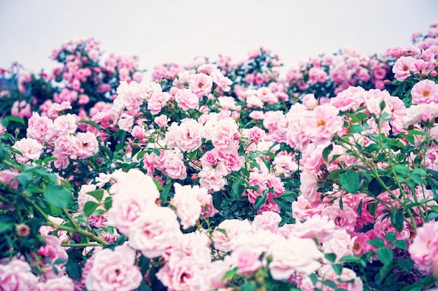 Rose rosa che fioriscono contro il cielo