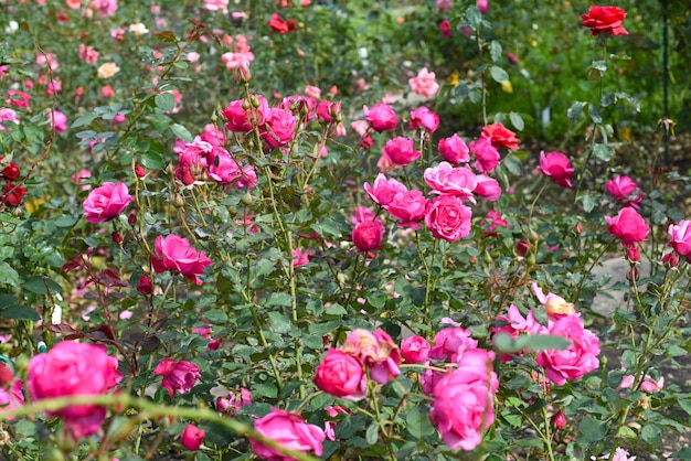 Rose rosa con boccioli su sfondo verde