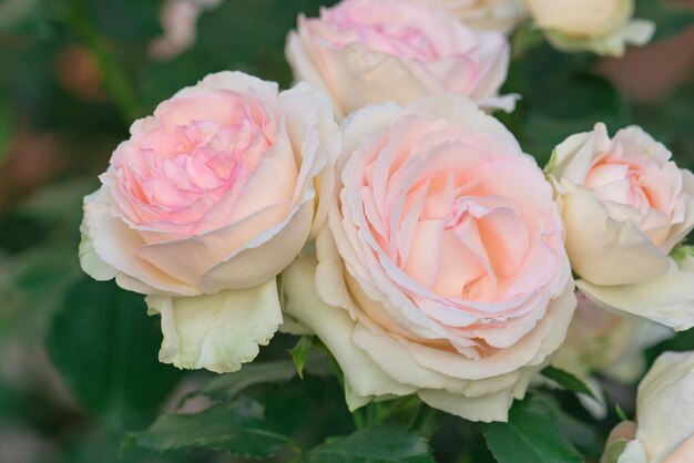 Rose rosa e bianche fioriscono in un giardino tropicale Rosa rosa con verde sullo sfondo colorato del giardino