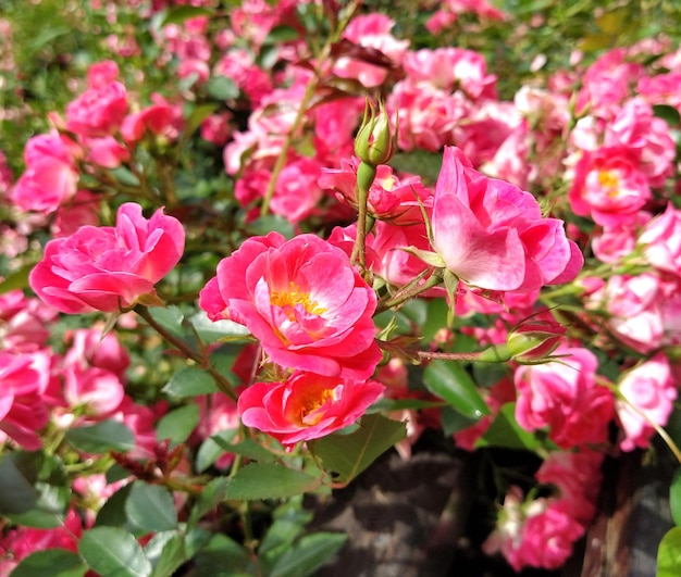 Rose rosa e viola luminose nel giardino Fiori di spugna Biglietto di auguri Buon San Valentino Germogli freschi alla luce del mattino Rose ad arbusto e foglie verdi in un letto di fiori