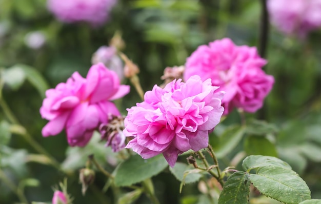 Rose rosa Fiori da giardino in fiore