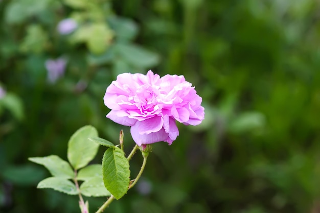 Rose rosa Fiori da giardino in fiore