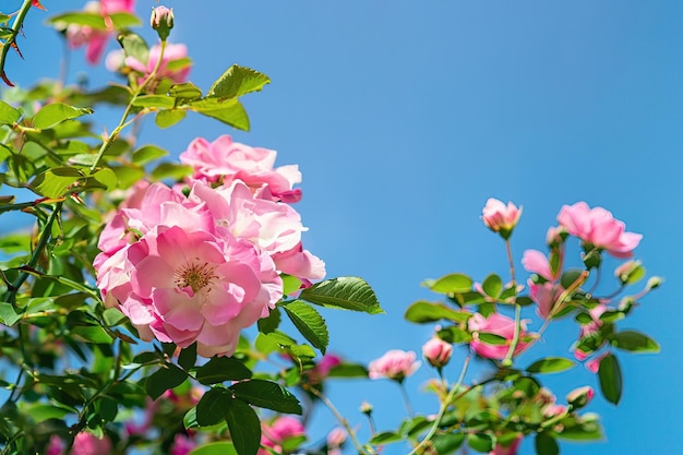 Rose rosa in giardino con un cielo blu sullo sfondo