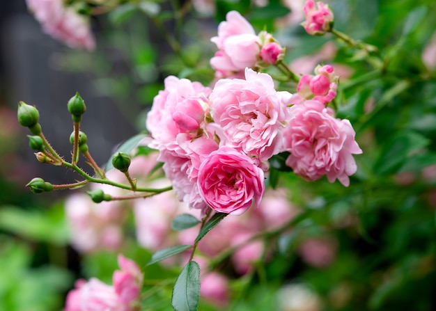 Rose rosa in giardino in un giorno d'estate