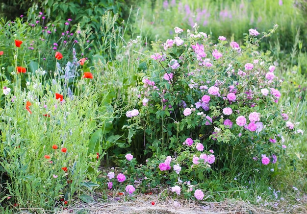 Rose rosa in giardino Piante da giardino decorative che fioriscono all'aperto