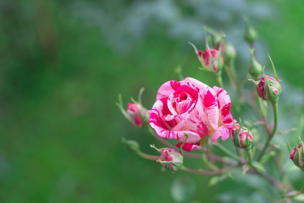 Rose rosa in giardino