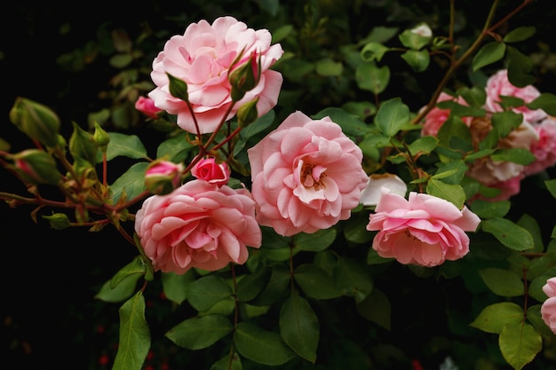 Rose rosa naturali sul cespuglio