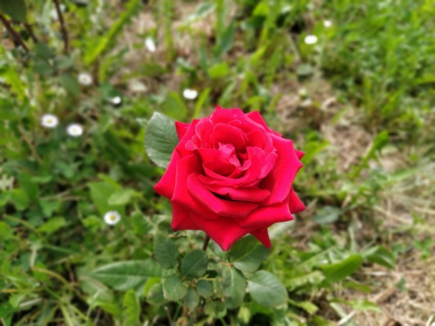 Rose rosa nel bocciolo del giardino su uno sfondo di fogliame verde fresco