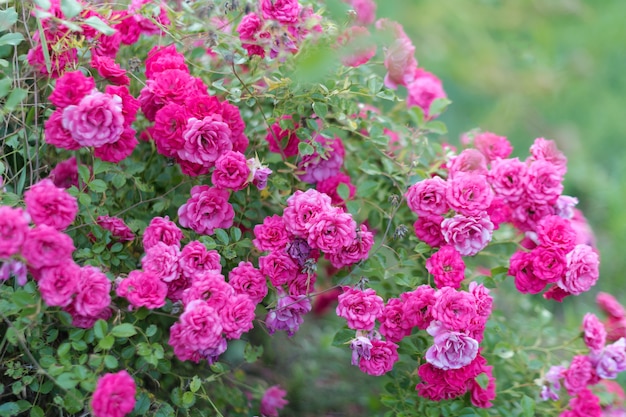 Rose rosa nel giardino in un cespuglio