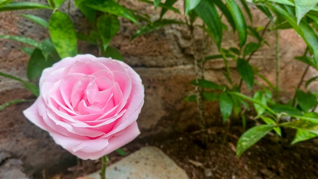 Rose rosa nel giardino