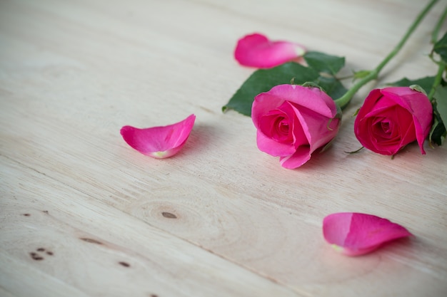 Rose rosa nel giorno di San Valentino, sfondo romantico