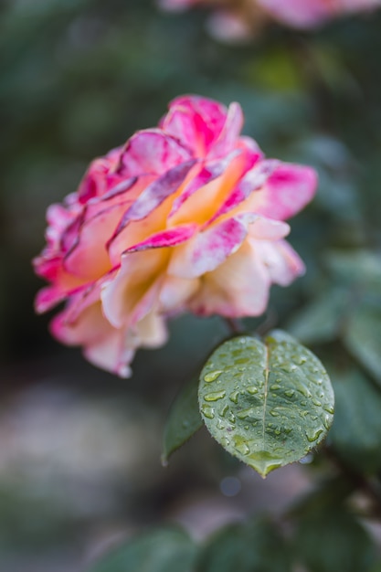 Rose rosa su foglia verde fresca.