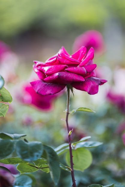 Rose rosa su foglia verde fresca.