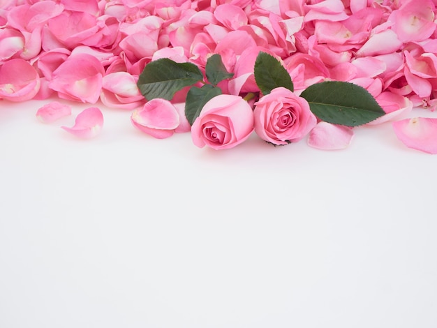 Rose rosa su sfondo bianco.