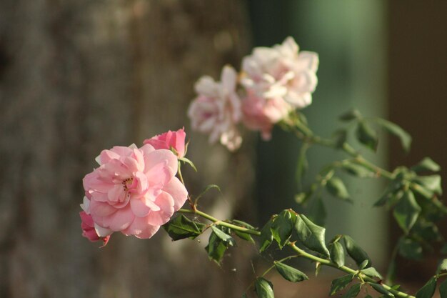 Rose rosa sui rami che sgorgano l'una dall'altra