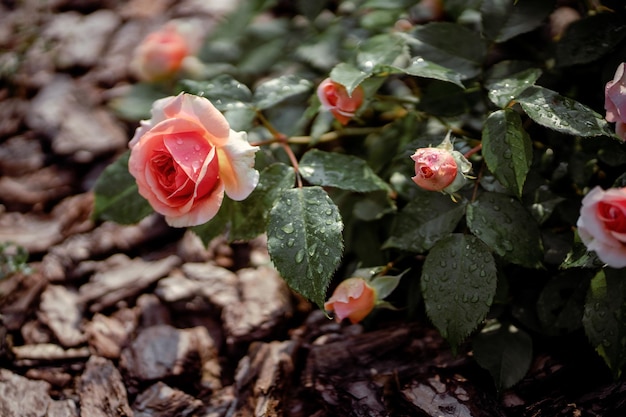 Rose rosa sul cespuglio