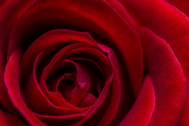 Rose rosse a macroistruzione del fondo