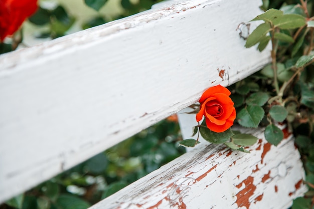 Rose rosse accanto a una panca di legno bianca nel parco. messa a fuoco selettiva