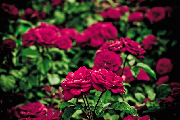 Rose rosse che crescono nel giardino, immagine vintage retrò hipster