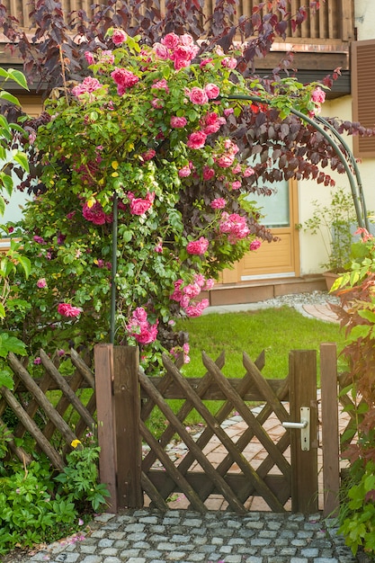 Rose rosse che si arrampicano sulla rete fissa di legno