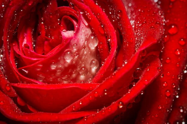 Rose rosse con gocce d'acqua in natura