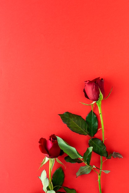 Rose rosse con sfondo rosso